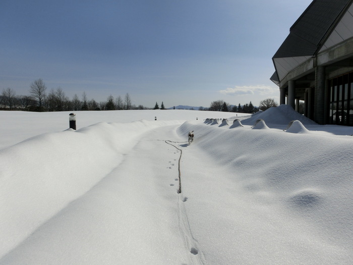 雪に悩む_c0140260_22382974.jpg