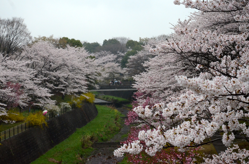 2013年聖地でお花見_a0004070_11325857.jpg