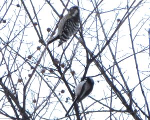 大雪と野鳥と原発と_e0148077_001692.jpg