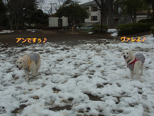 半泥雪でも　2月11日（火）_b0136381_151852.jpg