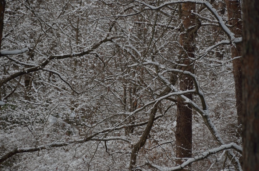 立春の雪景色　　積雪４cm_b0163381_23204099.jpg