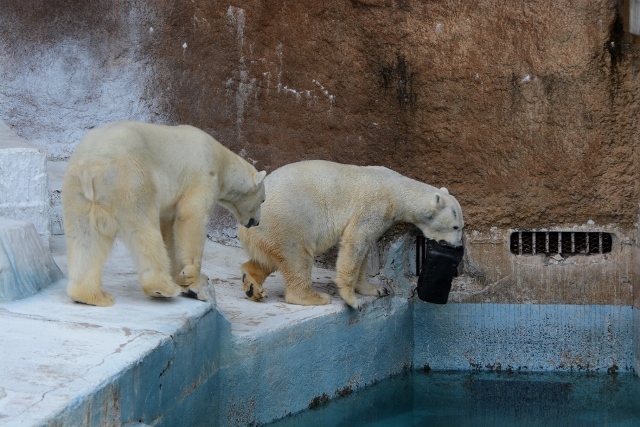 ２０１４年２月　天王寺動物園　ゴーゴとバフィンの同居_a0052986_20381193.jpg