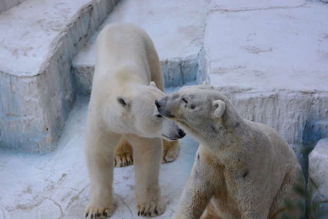 ２０１４年２月　天王寺動物園　ゴーゴとバフィンの同居_a0052986_2105778.jpg