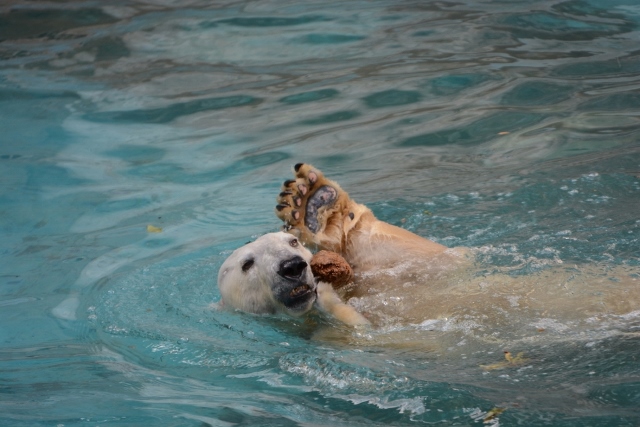 ２０１４年２月　天王寺動物園　ゴーゴとバフィンの同居_a0052986_21133715.jpg