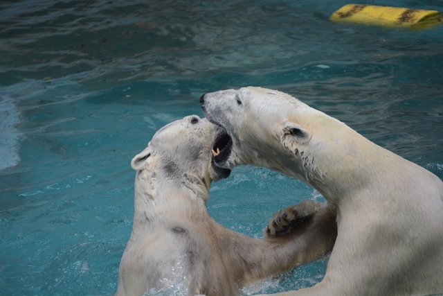 ２０１４年２月　天王寺動物園　ゴーゴとバフィンの同居_a0052986_21485876.jpg