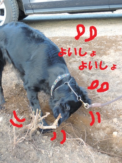 長坂町Y下さん邸の現場より 10_a0211886_15284820.jpg