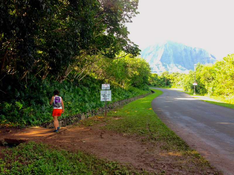 2014/01/21 Mountain Running Trip in Oahu of Hawaii Day.5 Olomana Trail_b0220886_012266.jpg