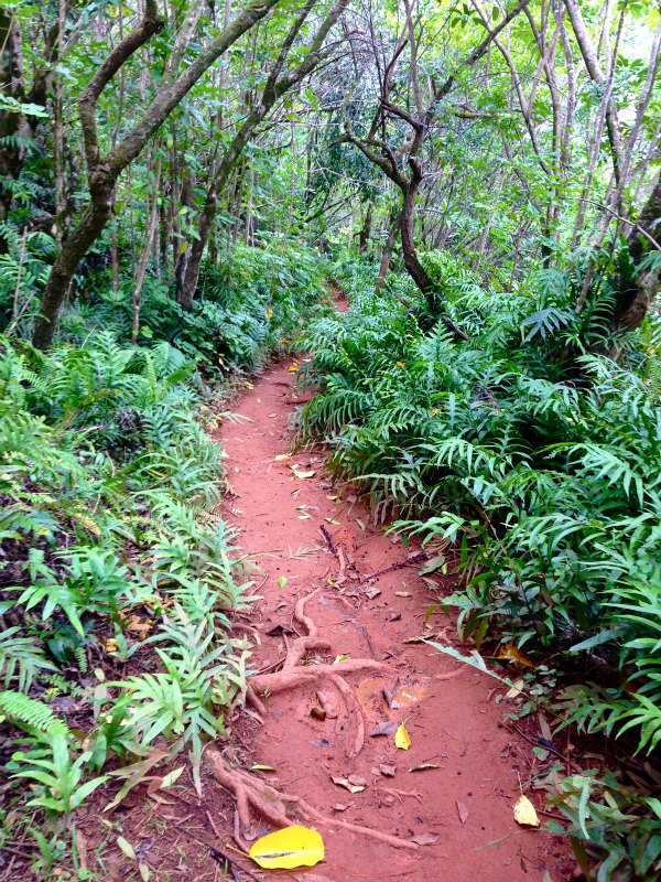 2014/01/21 Mountain Running Trip in Oahu of Hawaii Day.5 Olomana Trail_b0220886_0242335.jpg