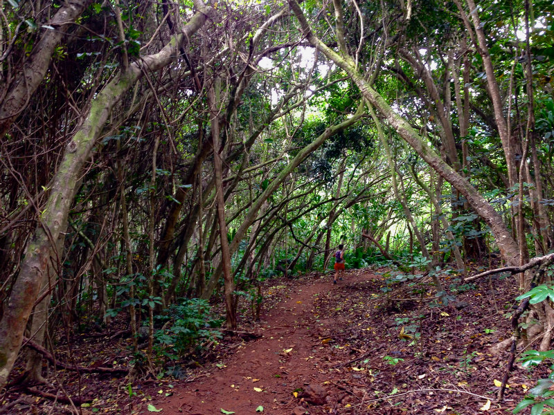 2014/01/21 Mountain Running Trip in Oahu of Hawaii Day.5 Olomana Trail_b0220886_0244275.jpg
