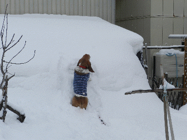 f0205887_19242043.gif