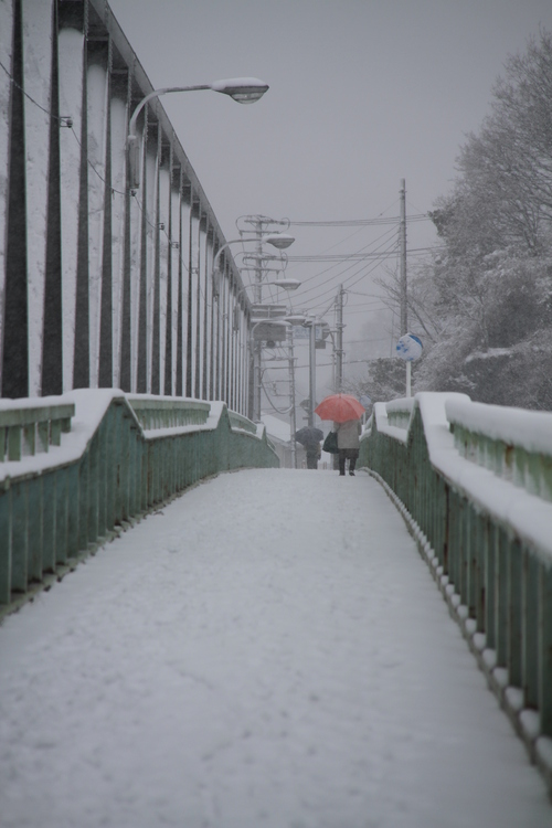 伊豆も雪_f0162688_21253870.jpg