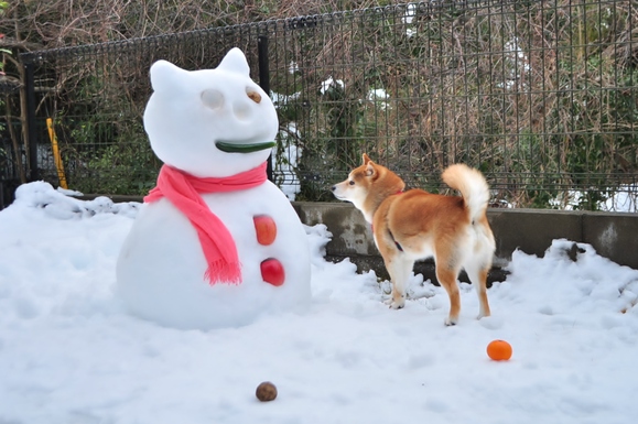 雪だるまその後 The snow man thereafter._a0126590_21551762.jpg