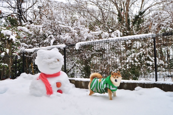 雪だるまその後 The snow man thereafter._a0126590_21552956.jpg