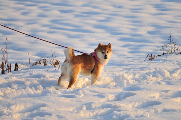 雪だるま_a0126590_71519100.jpg