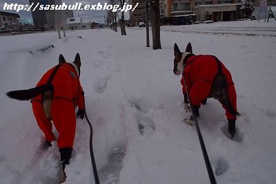 大雪の翌日_e0145805_19253321.jpg