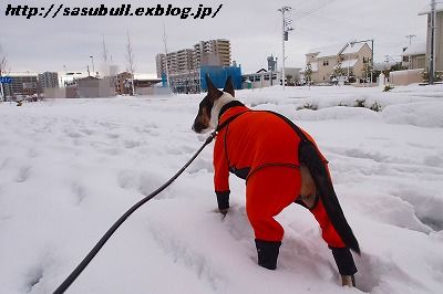 大雪の翌日_e0145805_1925525.jpg