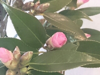 e0252905_20183913.jpg