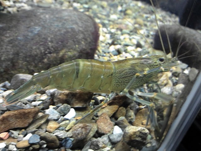 番匠おさかな館_f0292806_10070906.jpg