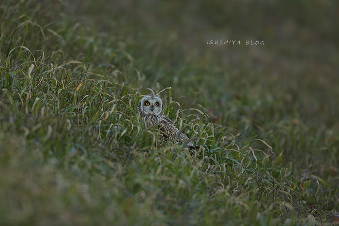 コミミズクの飛び_d0053309_18272833.jpg