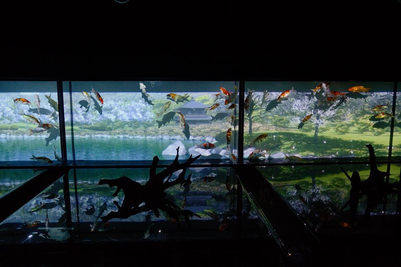 アートアクアリウム展 ~大阪・金魚の艶~ 其の一_f0032011_19405264.jpg