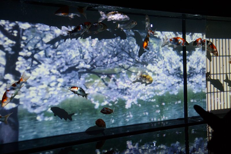 アートアクアリウム展 ~大阪・金魚の艶~ 其の一_f0032011_1941179.jpg