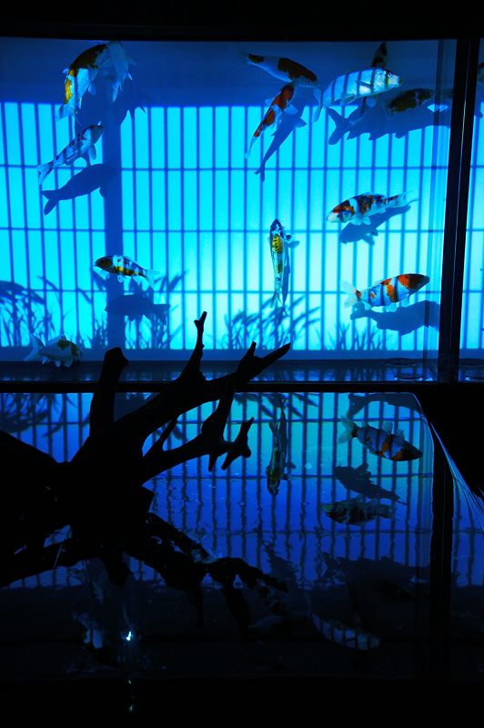 アートアクアリウム展 ~大阪・金魚の艶~ 其の一_f0032011_194234.jpg