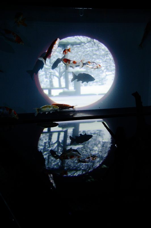 アートアクアリウム展 ~大阪・金魚の艶~ 其の一_f0032011_19431880.jpg