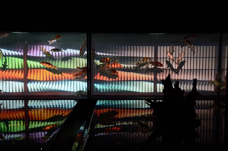 アートアクアリウム展 ~大阪・金魚の艶~ 其の一_f0032011_19433418.jpg