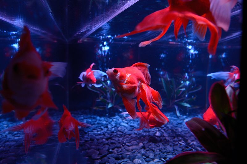 アートアクアリウム展 ~大阪・金魚の艶~ 其の一_f0032011_1943525.jpg