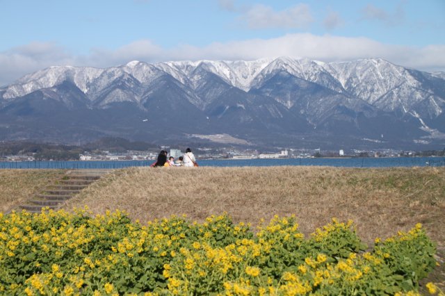 菜の花　なぎさ公園_e0048413_20545360.jpg