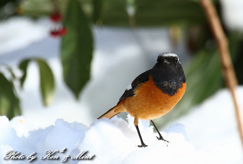 雪絡み♪ 「ジョウビタキ」 さん編＾＾_e0218518_1953496.jpg