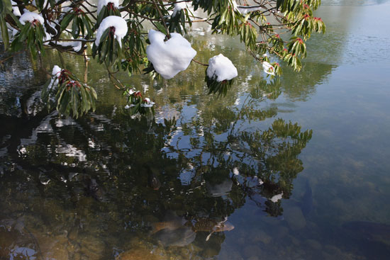 雪の兼六園(4)_c0093046_9132433.jpg