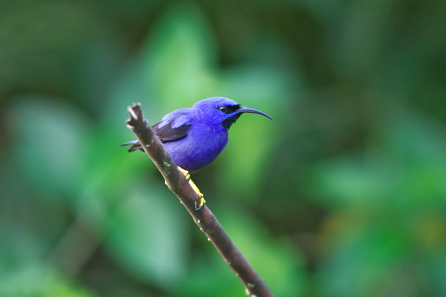 ムラサキミツドリ　Purple Honeycreeper_d0013455_21255545.jpg