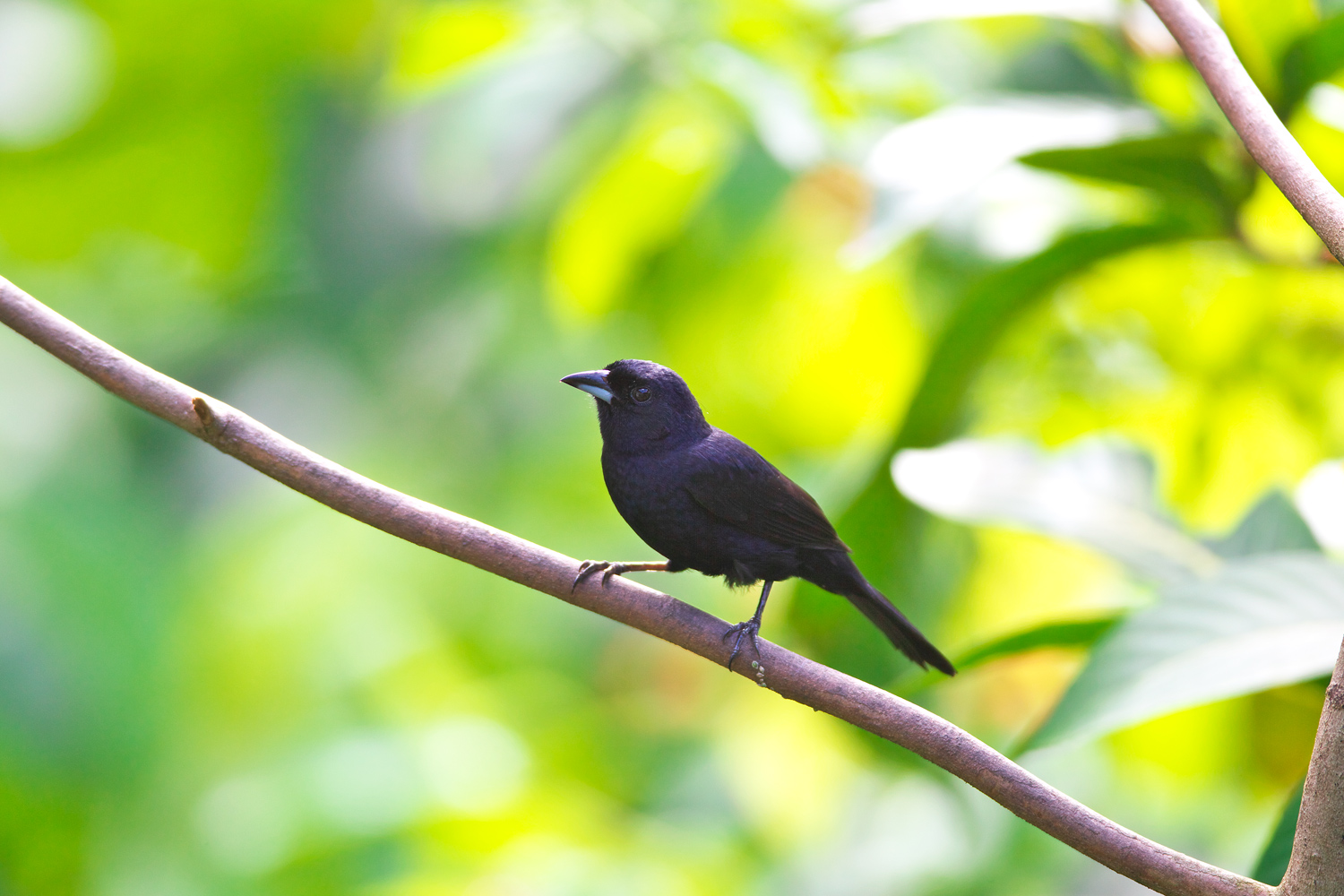 クロフウキンチョウ (White-lined Tanager)_d0013455_22091473.jpg