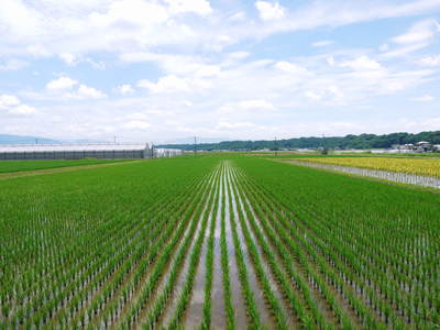 七城米　長尾農園　ばらつきのない米を育てるには、田んぼ作りが大事とたい!!_a0254656_1953338.jpg