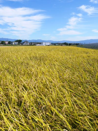 七城米　長尾農園　ばらつきのない米を育てるには、田んぼ作りが大事とたい!!_a0254656_2072569.jpg