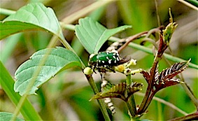 『甲虫と花』 コアオハナムグリ Gametis jucunda、ヤブガラシ Cayratia japonica_f0238961_1811753.jpg