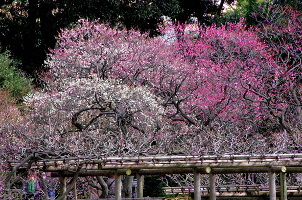 梅巡り１　小石川後楽園_e0235964_12541310.jpg