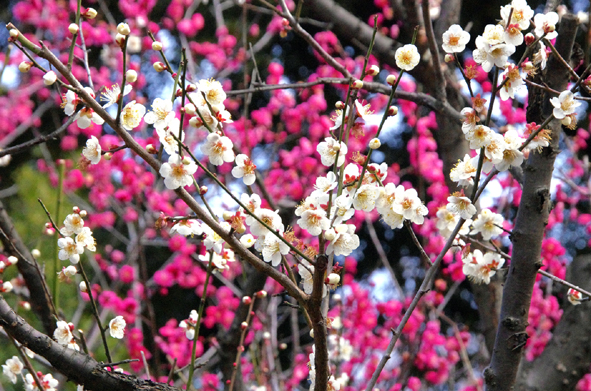 梅巡り１　小石川後楽園_e0235964_12573536.jpg