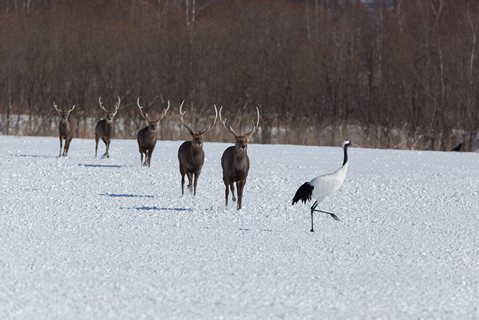 タンチョウに会いに阿寒へ　2014_f0054366_21525220.jpg