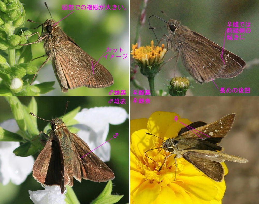 チャバネセセリ 雌雄差と トガリチャバネセセリとの比較図_a0146869_23372779.jpg