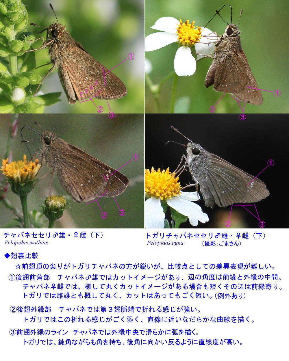 チャバネセセリ 雌雄差と トガリチャバネセセリとの比較図_a0146869_23464521.jpg
