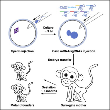 CRISPR/Cas9による遺伝子修飾を1細胞期胚に用いて作製した遺伝子改変サル_d0194774_6321796.jpg