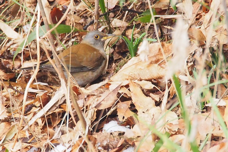 2月10日　雪の野鳥まつり　シロハラ_a0293295_2221553.jpg