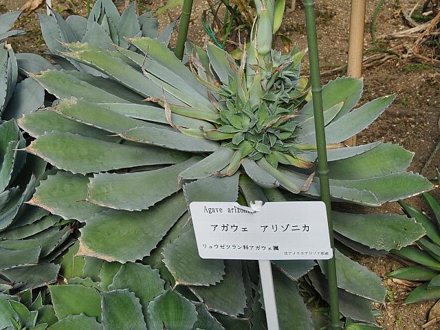 アガベ　アリゾニカ　親株 アガベ アリゾニカ 親株 arizonica2.jpg