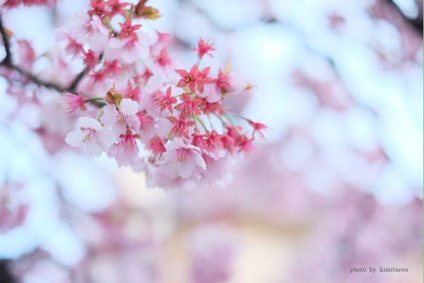 あたみ桜_b0280329_19424685.jpg