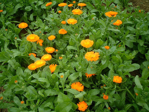 herb: カレンデュラ Calendula officinalis_a0057830_22521418.jpg