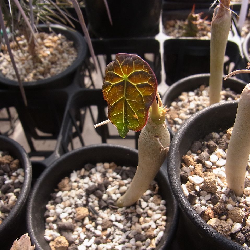 ユーフォルビア ブレビラマ 【実生苗】【抜き苗発送】 観葉植物