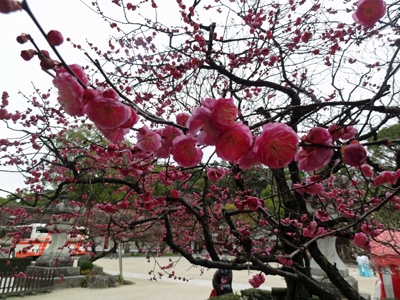 太宰府天満宮と周辺の梅 2014年2月13日_a0129233_19582299.jpg