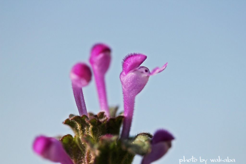 e0052135_2275384.jpg